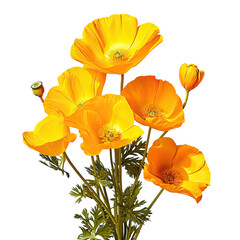 Naklejka premium Bright flowers of Eschscholzia californica a flowering plant in the Papaveraceae family are brilliant