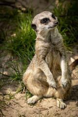 Meerkat saying hello