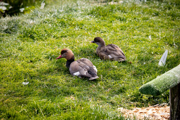 Ducks in the grass