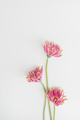 Elegant pink gerber flowers on white background. Aesthetic floral simplicity composition. Close up...