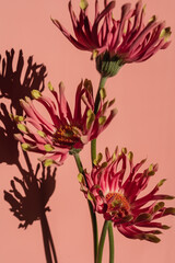 Beautiful pink gerber flowers with sunlight shadows on neutral pastel salmon pink background....