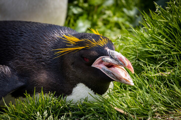 penguin on the rocks