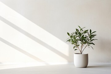 Plant in a room