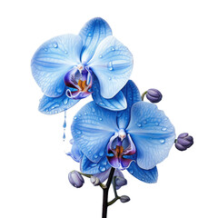 specifics about a blue flower