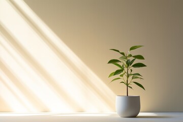 Plant in a room