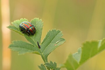 Regenbogen-Blattkäfer (Chrysolina cerealis) © Schmutzler-Schaub
