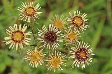 Gold-Distel (Carlina vulgaris).