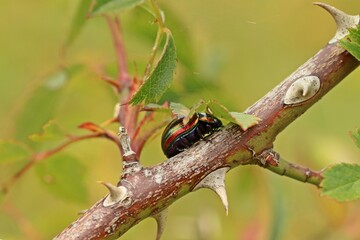 Regenbogen-Blattkäfer (Chrysolina cerealis) © Schmutzler-Schaub