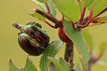 Regenbogen-Blattkäfer (Chrysolina cerealis) bei der Paarung © Schmutzler-Schaub