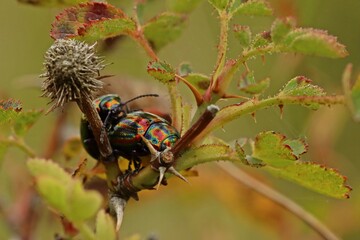 Regenbogen-Blattkäfer (Chrysolina cerealis) bei der Paarung © Schmutzler-Schaub