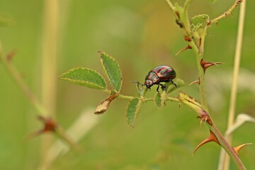 Regenbogen-Blattkäfer (Chrysolina cerealis) © Schmutzler-Schaub