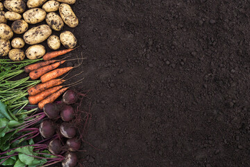 Soil ground texture with organic bio vegetables background, autumn harvest, copyspace. Bunch of...