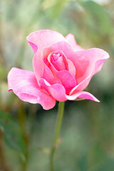 vertical shot of pink rose in garden
