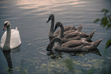 swans on the river