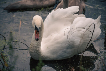 mute swan cygnus olor