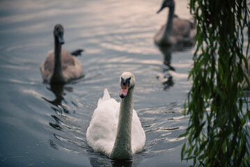 swan on the water