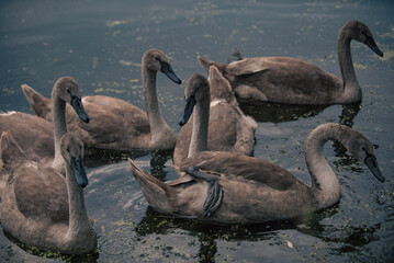 swans