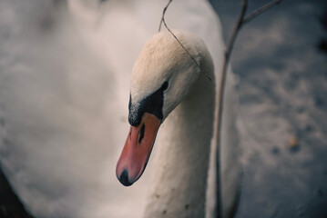 mute swan cygnus olor