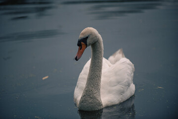 mute swan cygnus olor