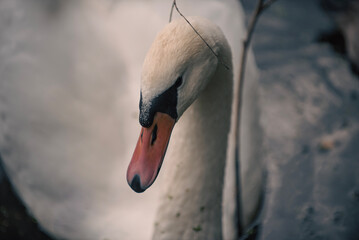mute swan cygnus olor