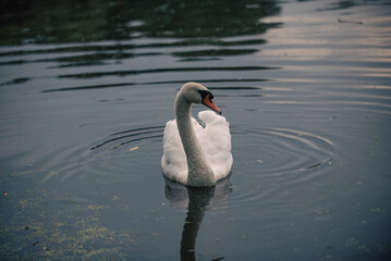 mute swan cygnus olor