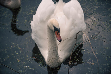 mute swan cygnus olor