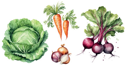 Watercolor vegetable set on a white background: Cabbage, beets, onions, carrots.
For borscht