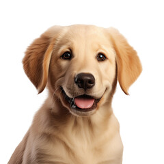 Golden retriever puppy Labrador puppy
