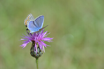 Argus bleu, papillon butinant une fleur