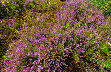flowering Calluna vulgaris, common heather, ling, simply heather