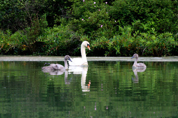Swan babies