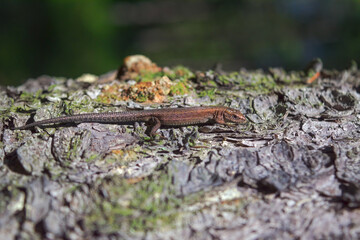 A stunning Common Lizard Lacerta Zootoca vivipara warming itself on a log in the summer sunshine.