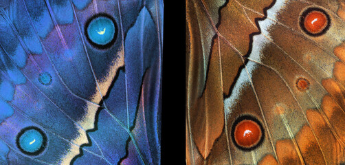 abstract pattern of morpho butterfly wings.