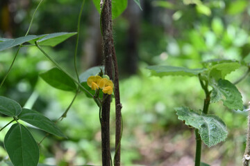 Small yellow flowers of a wild variety of butterfly peas (Centrosema) vine