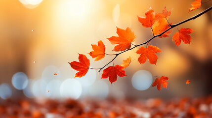 autumn leave against bokeh background 