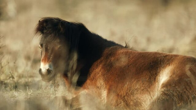 Sunlit wild exmoor pony have rest horse laying in the middle of pasture in late autumn nature habitat in Milovice, Czech Republic. Protected animal considered as horse ancestor maintain environment