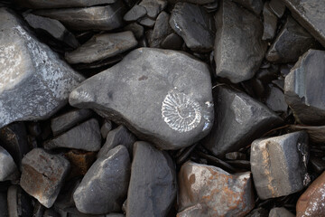 Imprint of an ancient ammonite from the Mesozoic era. Old stones background.