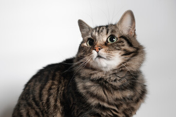 portrait of a brown domestic tabby cat with green eyes on a white background, angry cheeky look, middle closeup, isolated, paste text