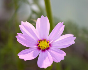 Fototapeta premium flower in the garden