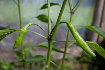 Serrano Hot Peppers on the Plant