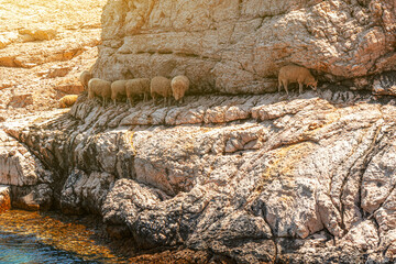 Sheep graze on a rock near the sea, sheep graze on a rock in the mountains