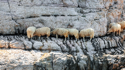 Sheep graze on the edge of a cliff in the mountains, mountain sheep