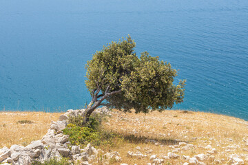 Lonely tree on a mountain cliff, against the backdrop of the blue sea