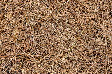 Pine needles on the ground for the background, dried yellow needles of coniferous trees