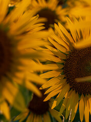 ひまわりのある風景