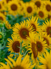 ひまわりのある風景