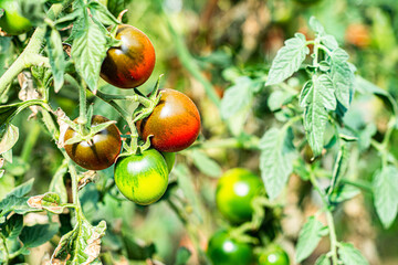 Ripe organic tomatoes in garden ready to harvest .Tomato growing in greenhouse. Bio tomatoes.