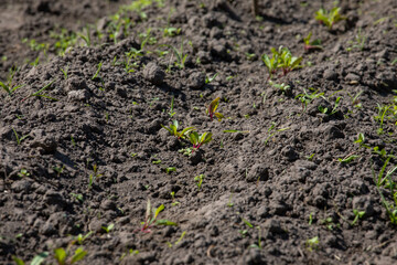 On the field, the sprouts of a young beet plant in the spring.