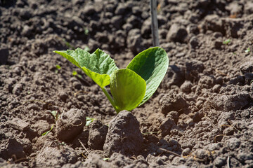 On the field, the sprouts of a young pumpkin plant in the spring.