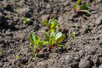 On the field, the sprouts of a young beet plant in the spring.